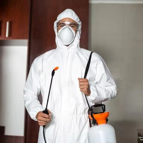 Dedetização de roedores