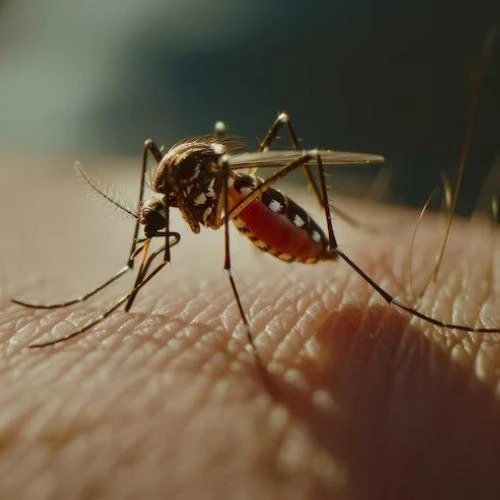 Desinsetização e controle de pragas