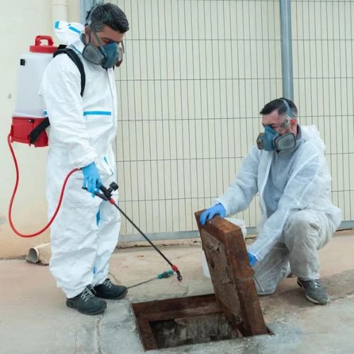 Imagem ilustrativa de Empresa de dedetização no Recreio dos Bandeirantes