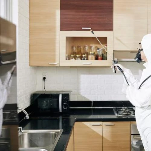 Empresa de descupinização