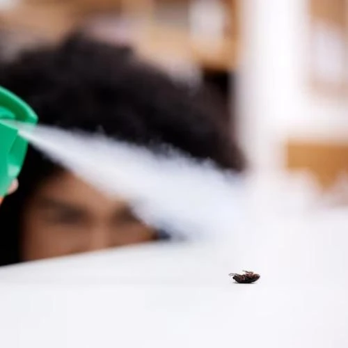 Serviço de descupinização